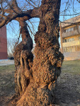 FOTO: Klausies koku stāstus! Salaspilī izveidots jauns pastaigu maršruts