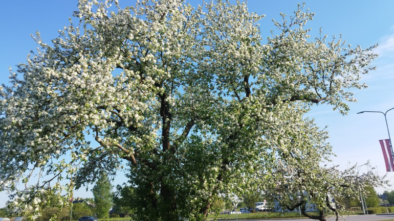 FOTO: Vēsturiskais Salaspils ābeļdārzs zied pilnā krāšņumā