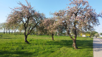 FOTO: Vēsturiskais Salaspils ābeļdārzs zied pilnā krāšņumā