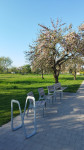 FOTO: Vēsturiskais Salaspils ābeļdārzs zied pilnā krāšņumā