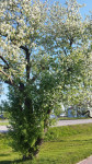 FOTO: Vēsturiskais Salaspils ābeļdārzs zied pilnā krāšņumā