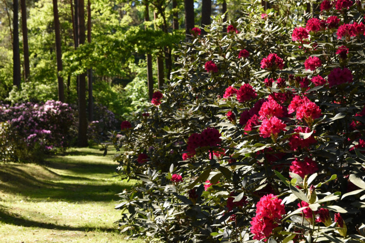 FOTO: LU Botāniskajā dārzā sākuši ziedēt rododendri