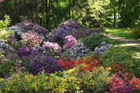 FOTO: LU Botāniskajā dārzā sākuši ziedēt rododendri