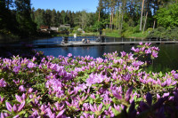 FOTO: LU Botāniskajā dārzā sākuši ziedēt rododendri