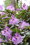 FOTO: LU Botāniskajā dārzā sākuši ziedēt rododendri