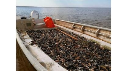 Attēls rakstam: Apaļais jūrasgrundulis pilda maku, bet uz pannas nelec! (1.daļa)