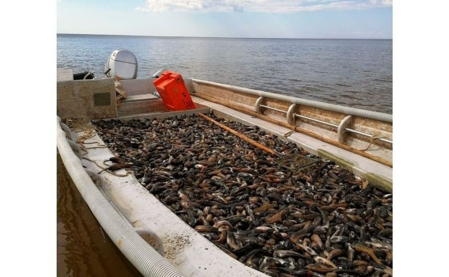 Apaļais jūrasgrundulis pilda maku, bet uz pannas nelec! (1.daļa)