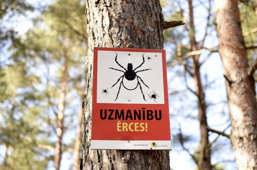 Ērces nesnauž! Kā pareizi rīkoties pēc šo kukaiņu koduma?