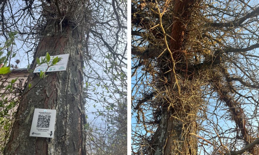 FOTO: Klausies koku stāstus! Salaspilī izveidots jauns pastaigu maršruts