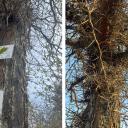 Attēls rakstam: FOTO: Klausies koku stāstus! Salaspilī izveidots jauns pastaigu maršruts