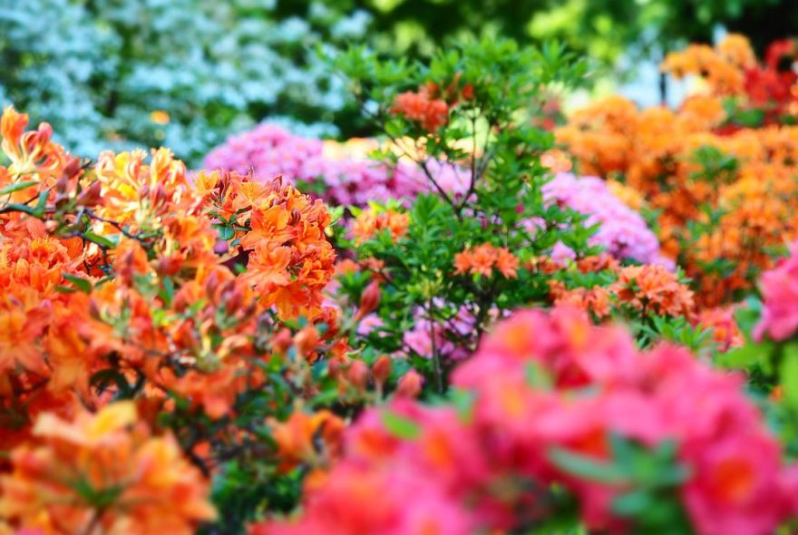 FOTO: LU Botāniskajā dārzā sākuši ziedēt rododendri