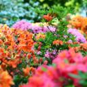 Attēls rakstam: FOTO: LU Botāniskajā dārzā sākuši ziedēt rododendri