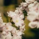 Attēls rakstam: FOTO: Saulkrastos pirmoreiz uzziedējušas sakuras, pārsteidzot pat pašvaldību