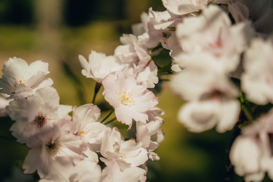 FOTO: Saulkrastos pirmoreiz uzziedējušas sakuras, pārsteidzot pat pašvaldību