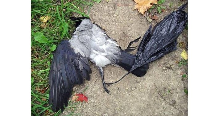 Globālā un lokālā plastMASA (2.daļa)