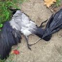 Attēls rakstam: Globālā un lokālā plastMASA (2.daļa)