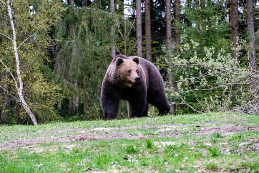 Iedzīvotāji ziņo par lāci Kokneses pusē, dienesti aicina ievērot piesardzību