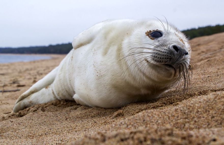 Iedzīvotājus aicina netuvoties roņiem jūras piekrastē un sargāt no suņu uzbrukumiem