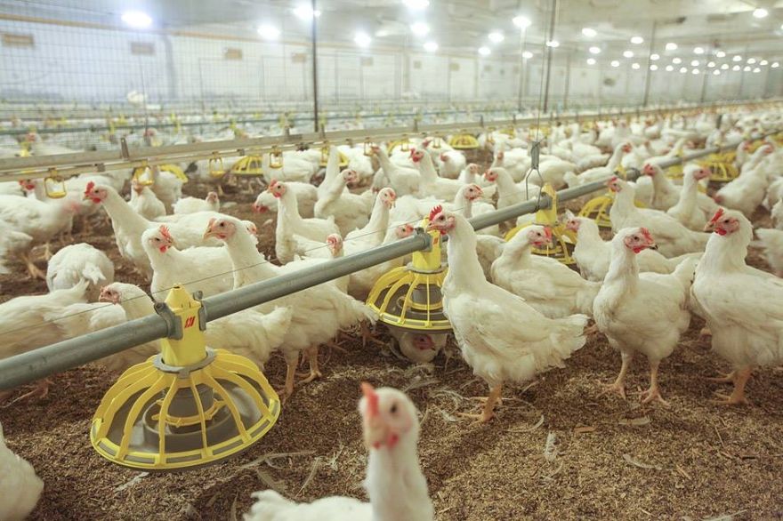 "Ķekava Foods": Eiropā otro gadu saglabājas būtisks mājputnu gaļas deficīts