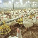 Attēls rakstam: "Ķekava Foods": Eiropā otro gadu saglabājas būtisks mājputnu gaļas deficīts