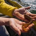 Attēls rakstam: Lucītis uzdod toni – cenas aug, piedāvājums samazinās