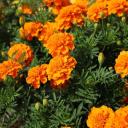 Attēls rakstam: Nacionālajā botāniskajā dārzā uz laiku pārtrauks kādu tradīciju