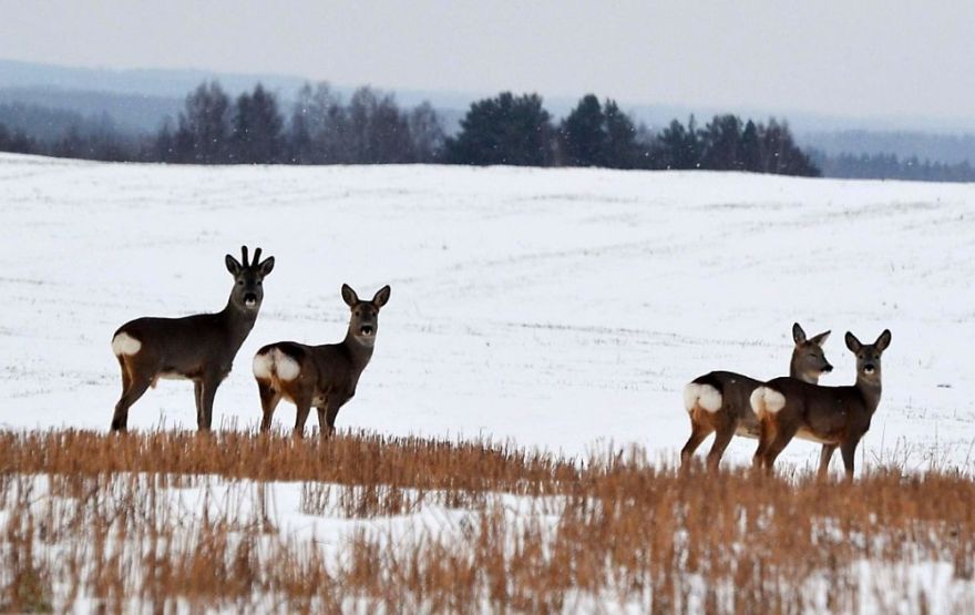 VMD: Laikapstākļi apgrūtina stirnu pārvietošanos un barošanos